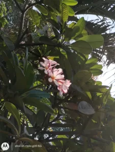 Motorola G35 Review: Cameras