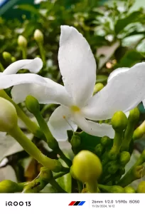 iQOO 13 Camera samples Macro mode 1