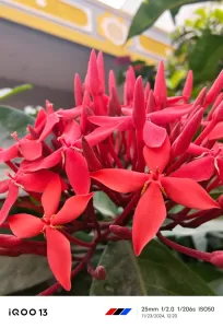 iQOO 13-Camera samples-Macro mode