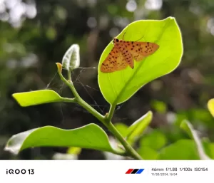 iQOO 13 Camera samples Macro mode 3