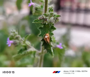 iQOO 13 Camera samples Macro mode 4